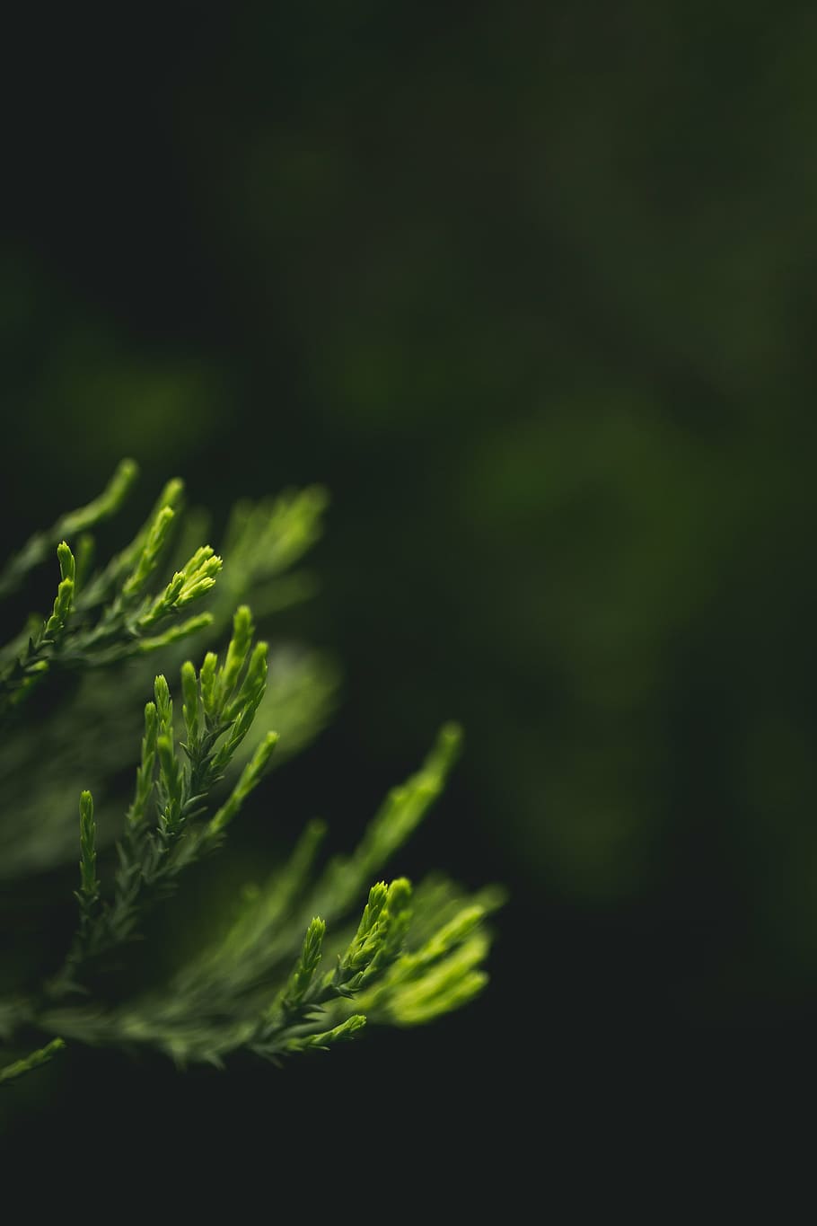 blurry, close-up, leaves, macro, green color, freshness, food and drink HD wallpaper