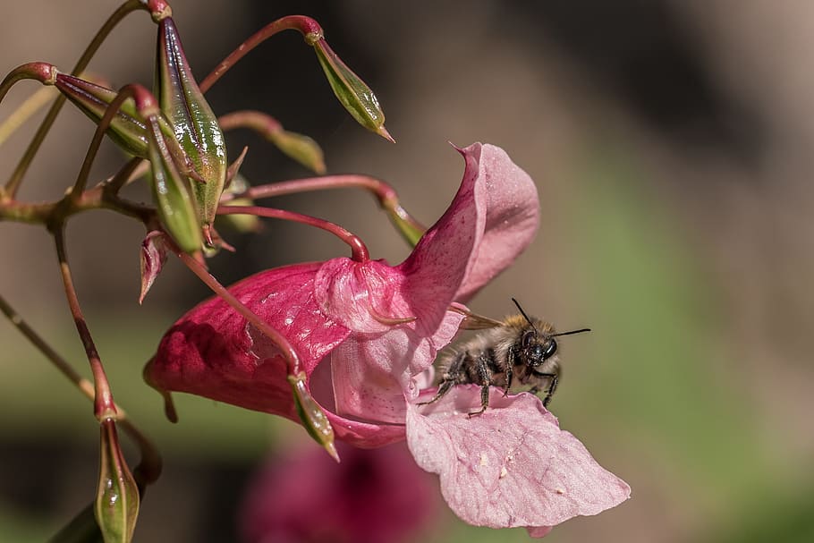 balsam, bee, nectar, collect, blossom, bloom, macro, insect HD wallpaper