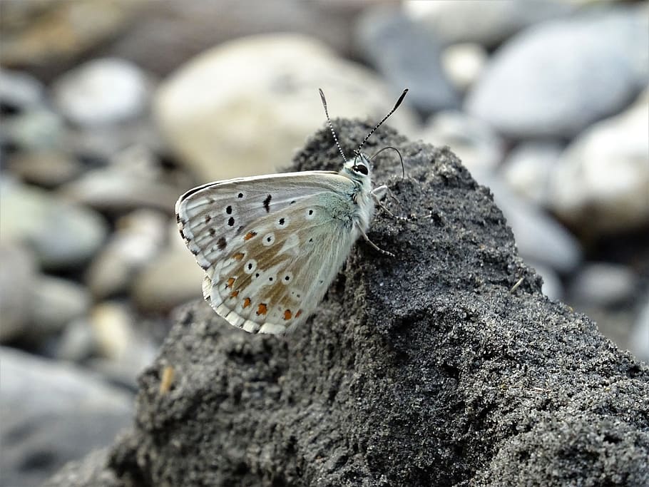 wing, small, butterfly, close, environment, color, wild, animal HD wallpaper