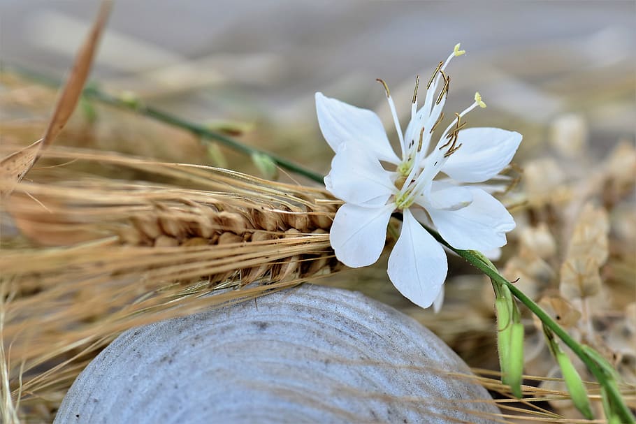 Deco, Table, Decoration, table decorations, decorative, flowers HD wallpaper