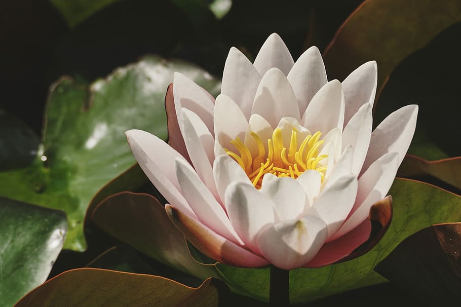 white petaled flowers on green leaf, water lily, white lily, pond, HD wallpaper