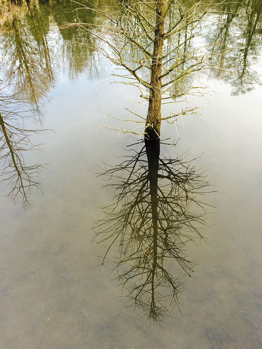 Mirror, Mirroring, Trees, Water, Nature, pond, rest, reflections HD wallpaper