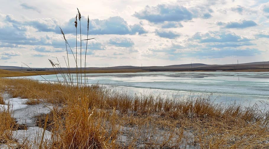 clouds, reeds, sky, lake, yellow, water, grass, beauty in nature HD wallpaper