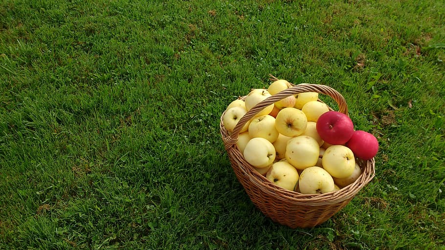 basket of pears, grass, apples, fruit, nature, food, green HD wallpaper
