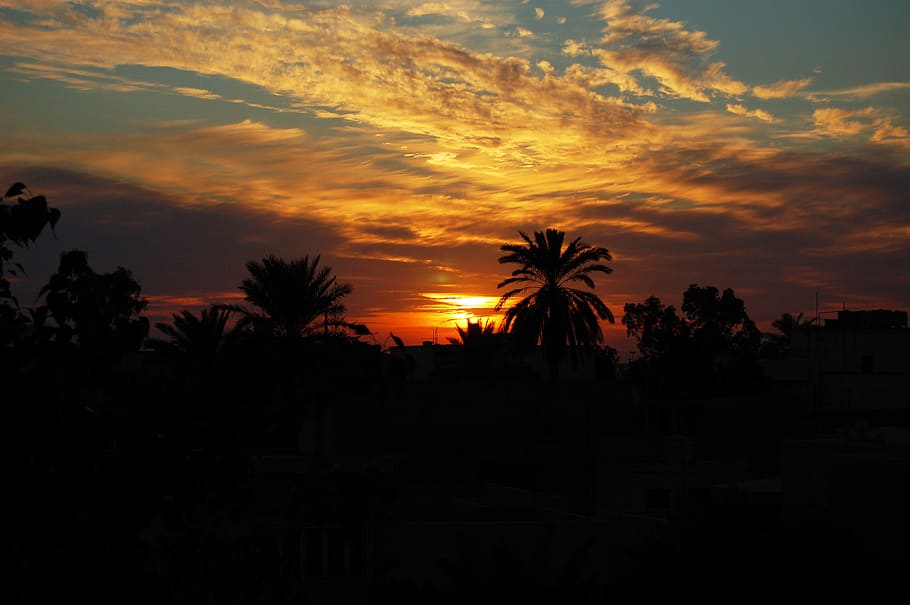 sunset, palm trees, skyline, silhouettes, cloud - sky, scenics - nature HD wallpaper