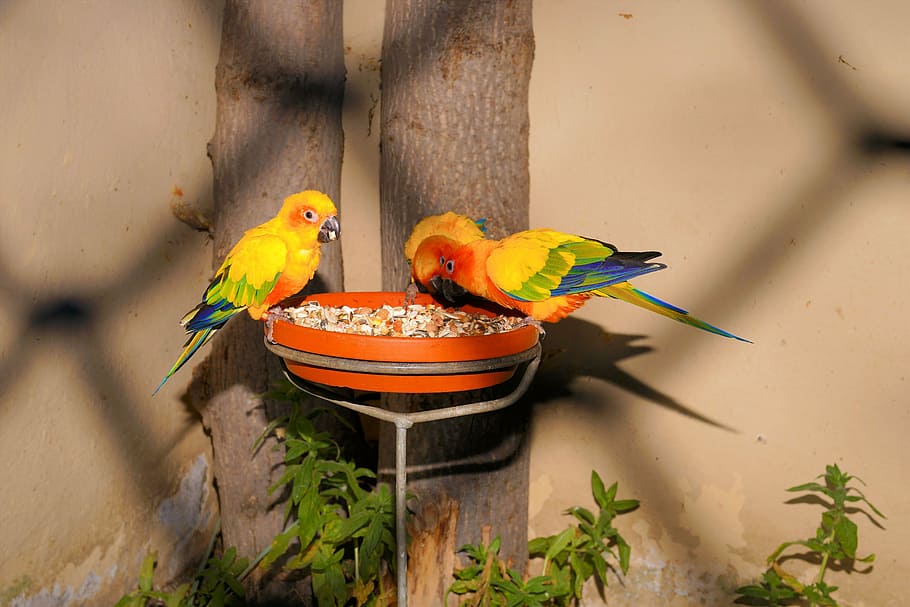 two birds perching on pot, parrots, feeding, colorful, beautiful