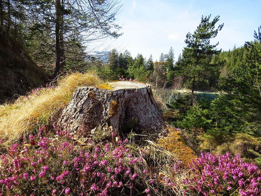 forest, erika, flower, tree stump, nature, plant, beauty in nature HD wallpaper