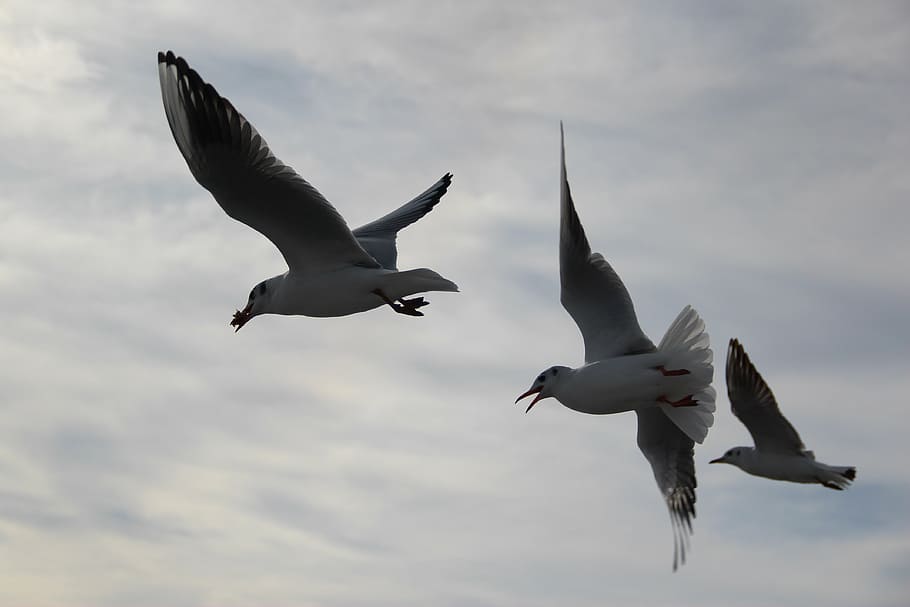 fly, bird, flight, seagull, beach, wing, beak, birds, nature HD wallpaper