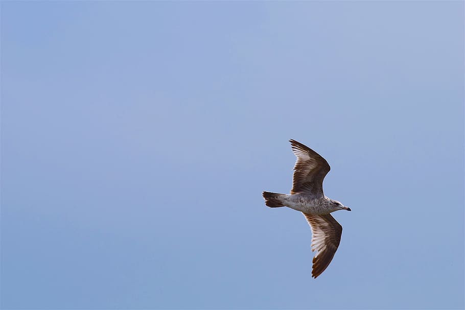 Bird, Feather, Flying, Sky, Blue, seagull, nature, wing, color HD wallpaper