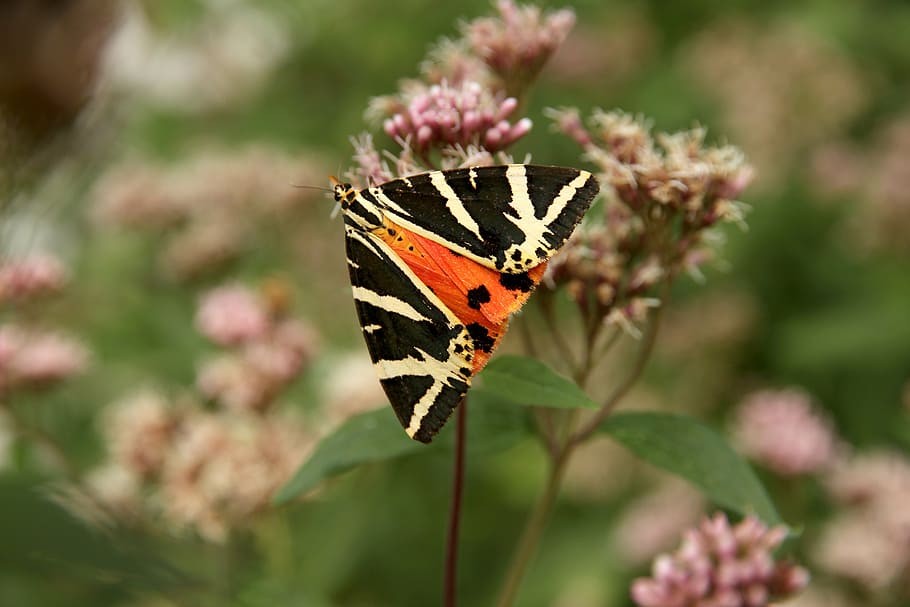 butterfly, flower, summer, insect, macro, nature, blossom, bloom HD wallpaper