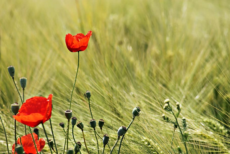 red rose, meadow, field, wheat, landscape, peaceful, poppy HD wallpaper