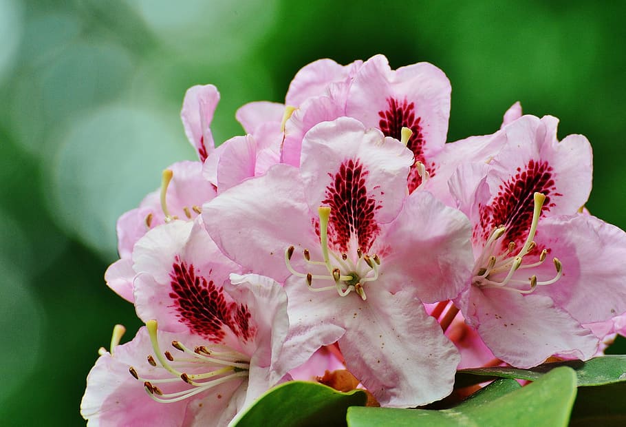 flower, tree, bloom, spring, blossom, nature, garden, pink HD wallpaper