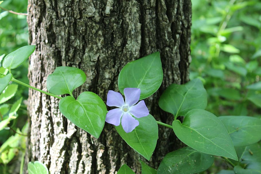 tree, flower, forest, purple, spring, nature, leaves, plant HD wallpaper