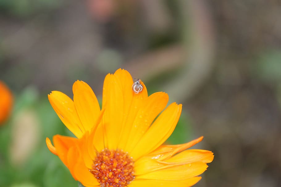 flower, leech, landscape, yellow, orange, focus, air, nature HD wallpaper