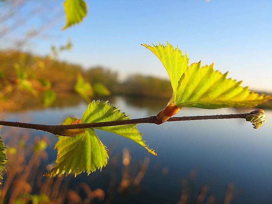 sheet, leaves, spring, nature, leaves green, plant, closeup HD wallpaper