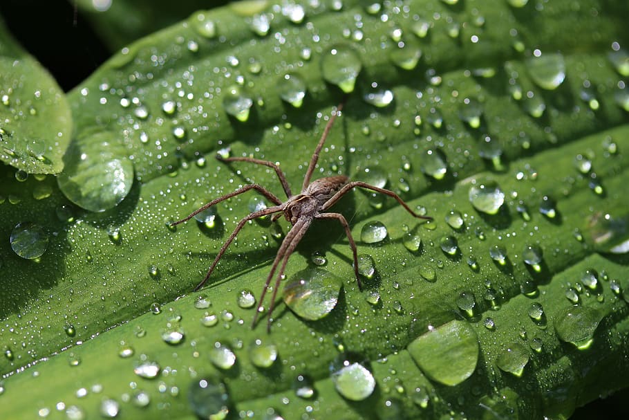 spider, between, raindrop, plant part, leaf, green color, water HD wallpaper
