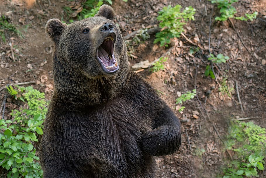 grizzly bear, brown bear, teddy bear, hairy, predator, beast HD wallpaper