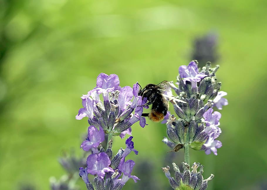 lavender, bumblebee, pollinate, flower, insect, macro, flora HD wallpaper