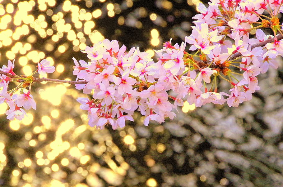 cherry, japan, flowers, spring, pink, wood, cute, spring in japan HD wallpaper