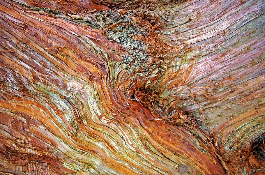 closeup photography of brown log, bark, tree, nature, wood HD wallpaper