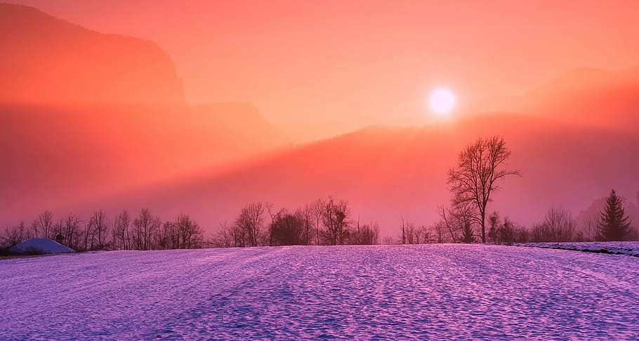 green and brown tress during sun set, winter, snow, sunrise HD wallpaper