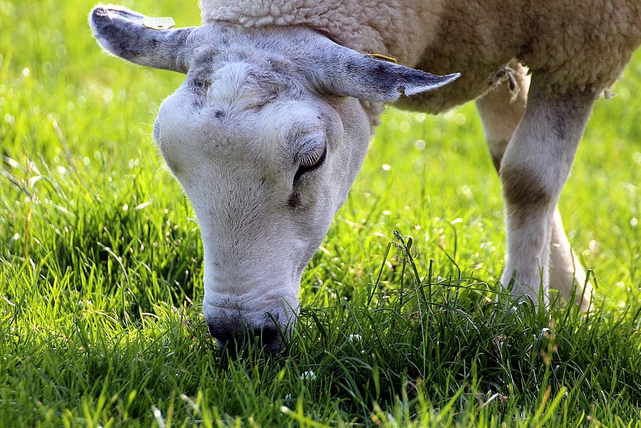 sheep, cheerful, happy, cute, domestic sheep, animals, mammal HD wallpaper
