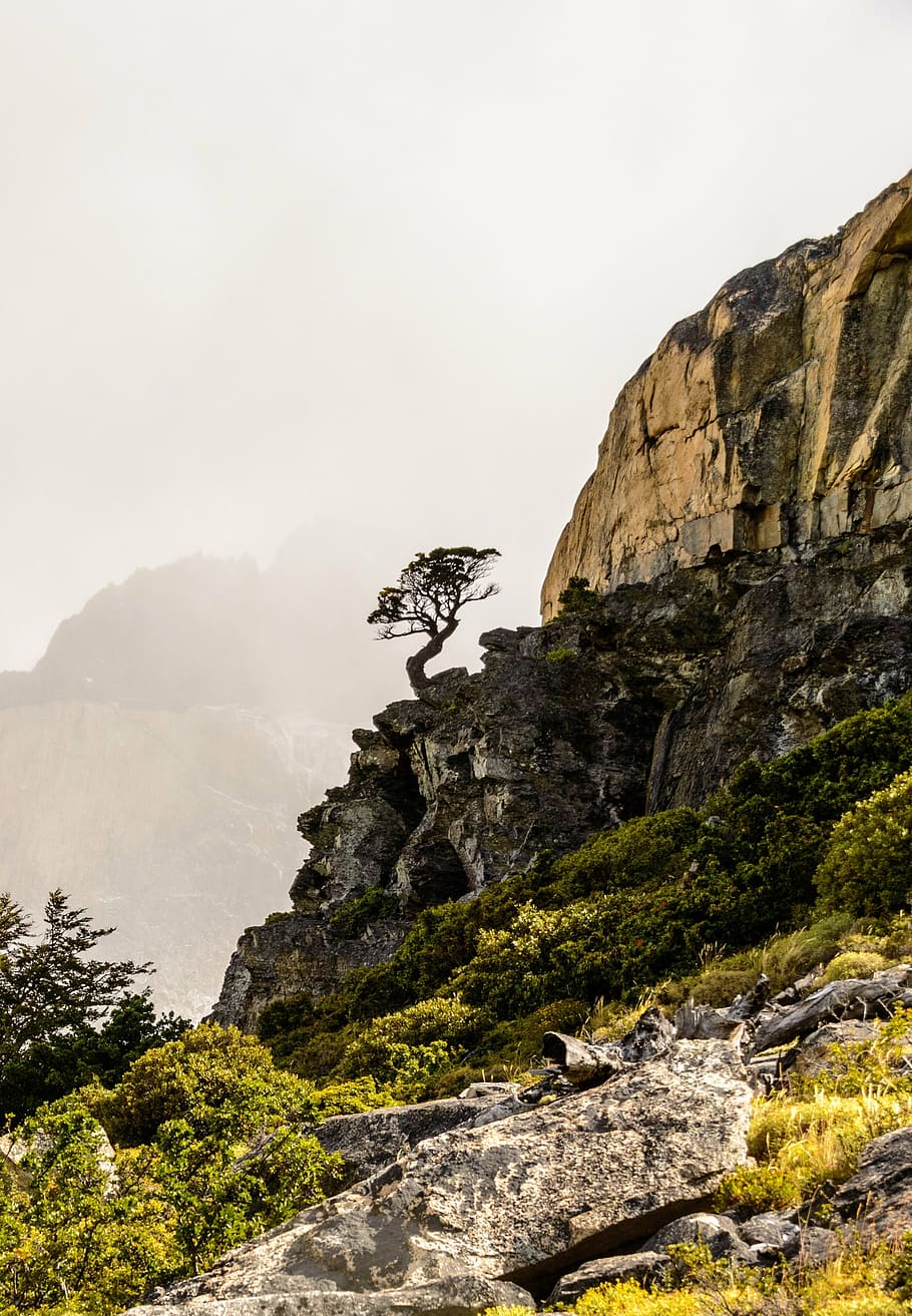 bare tree on top of mountain cliff, vegetation, rocks, highlands HD wallpaper