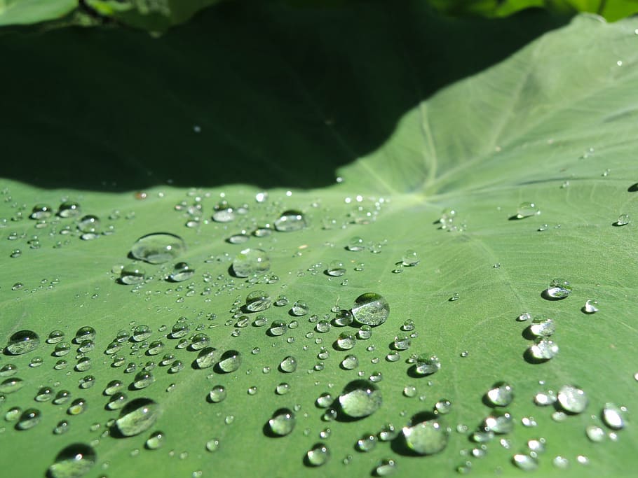 trickle, taro, world, drop, water, wet, green color, leaf, close-up, HD wallpaper