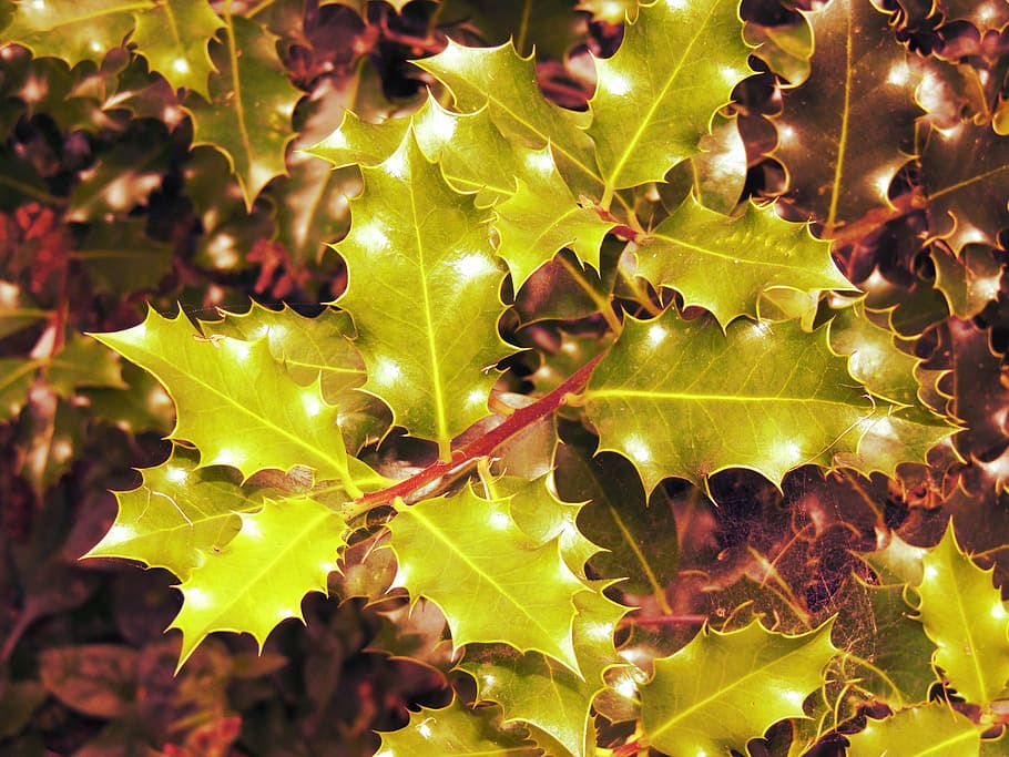 christmas, hulst, nature, leaf, autumn, backgrounds, season HD wallpaper