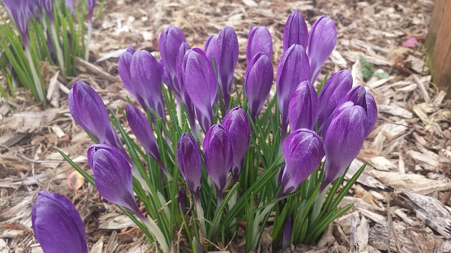 crocus, spring, nature, flower, season, plant, blossom, purple HD wallpaper