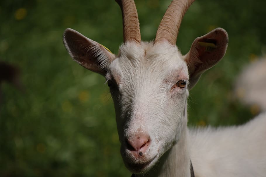 animal, goat, close, animal themes, mammal, domestic animals HD wallpaper