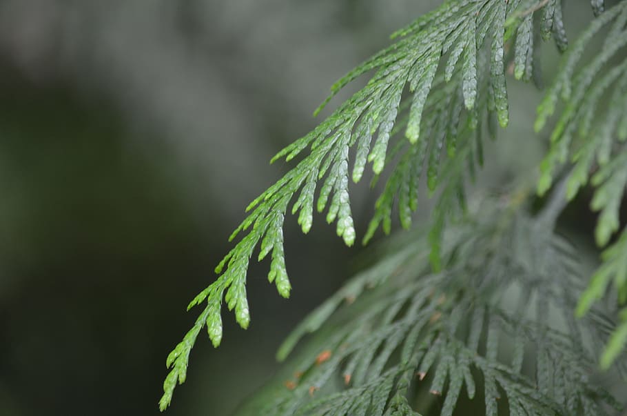 cedar, forest, nature, tree, branch, leaves, plant, green color HD wallpaper