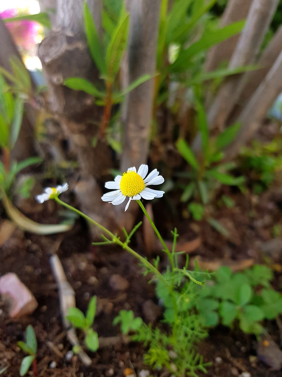 daisy, yellow, white, flowering plant, growth, freshness, beauty in nature HD wallpaper