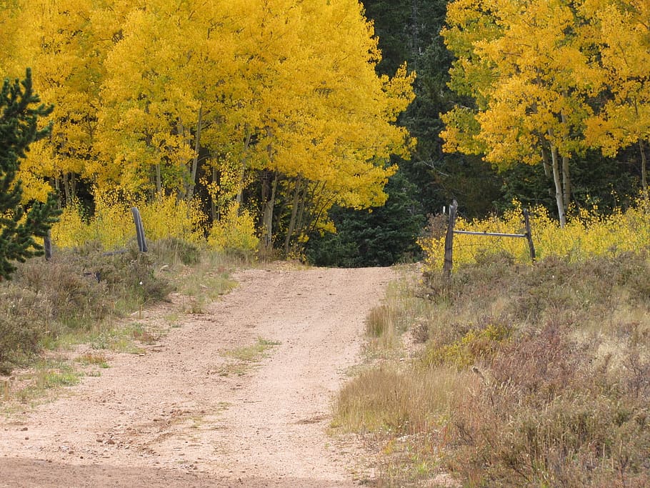 fall, yellow, road, plant, tree, beauty in nature, autumn, growth HD wallpaper