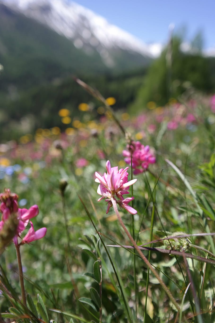 alpine meadows, flowers, mountain, spring, nature, switzerland HD wallpaper