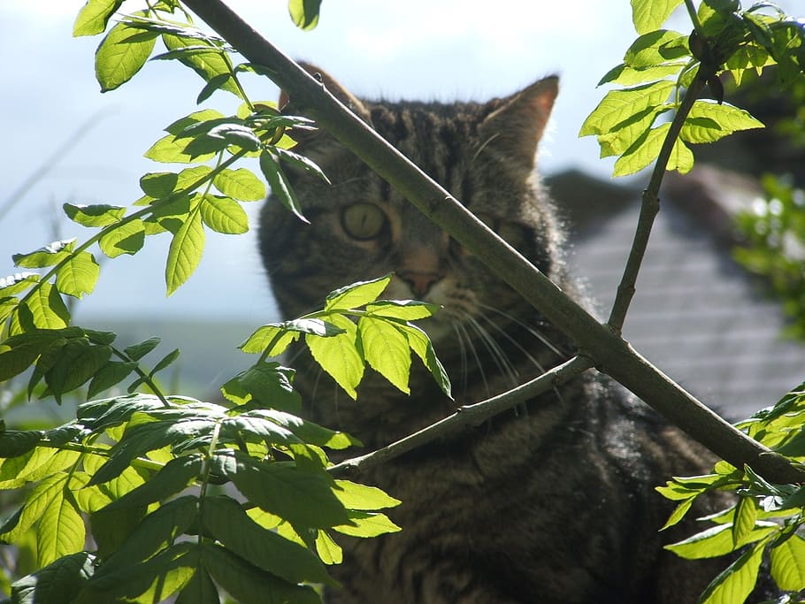 cat, tomcat, tabb, pet, domestic, leaves, trees, feline, one animal HD wallpaper