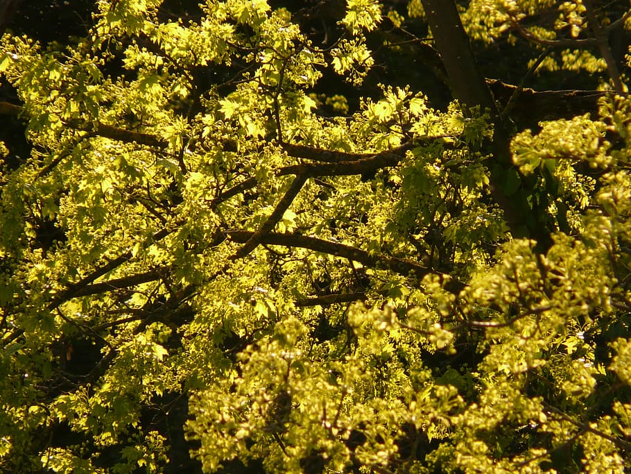 maple blossom, bloom, maple tree, leaves, back light, spring HD wallpaper