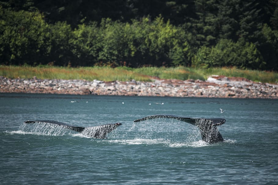 two whales near shoreline during daytime, two black whales swimming in body of water near land HD wallpaper