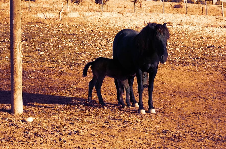 Animal World, Horses, Black, Female, colt, andorra la vella, HD wallpaper