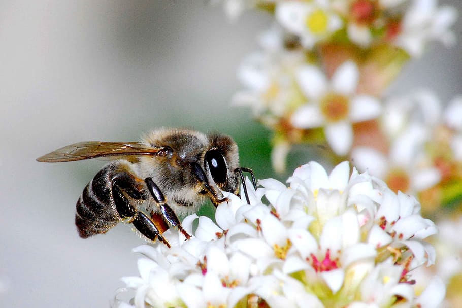 nature, flower, bee, insect, pollination, flowering plant, animal themes HD wallpaper