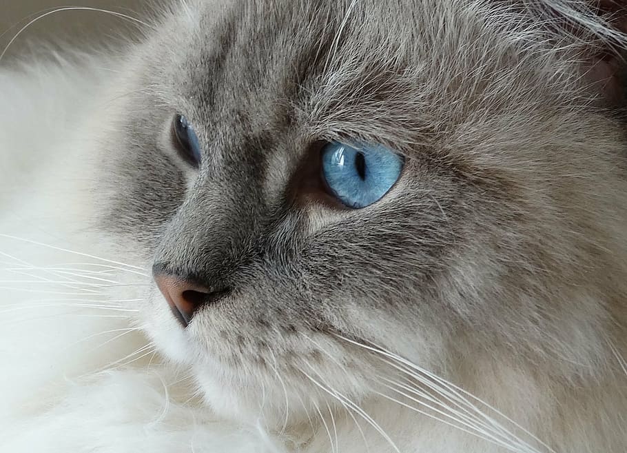 closeup of blue-eyed white and gray cat, remote access, ragdoll, HD wallpaper