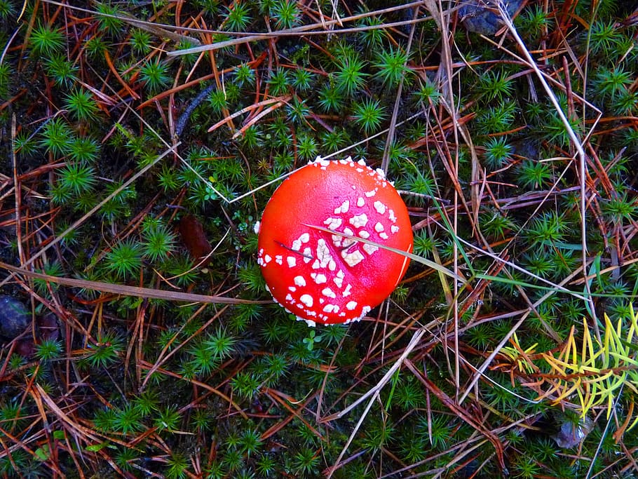 forest, nature, fly agaric, red, autumn, mood, mushroom, moss HD wallpaper