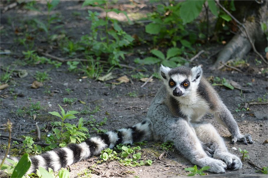 apes, ring-tailed, lemur, animal, wildlife, zoology, mammal HD wallpaper