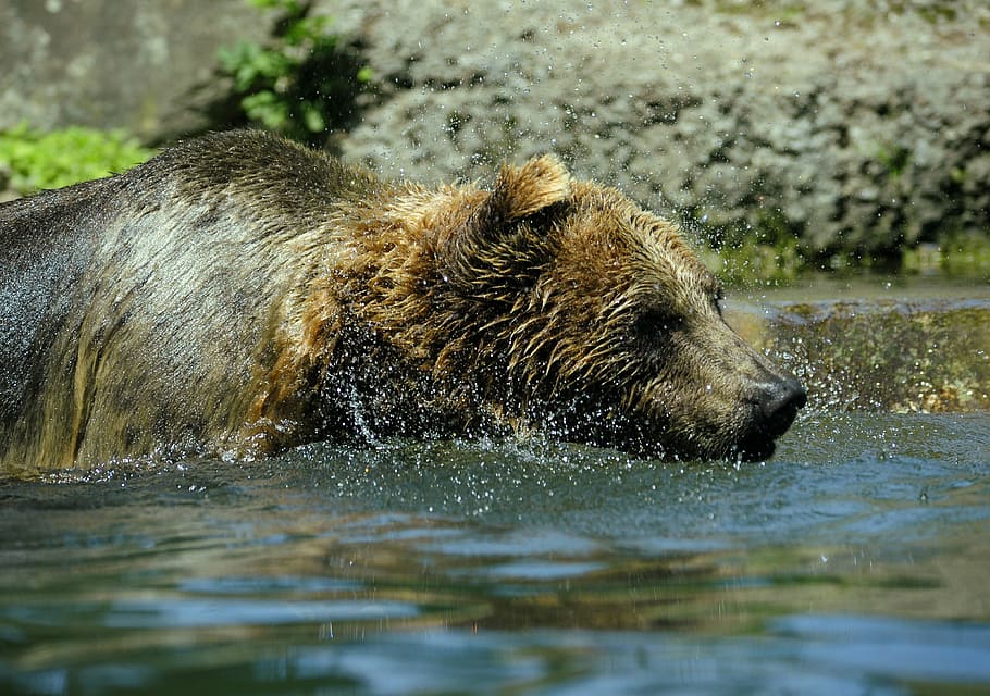 bear, ursus arctos, water, splashing, inject, water splashes, HD wallpaper