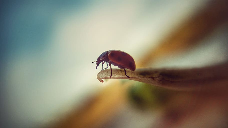insect, macro, small, red, bugs, top, invertebrate, animal themes HD wallpaper