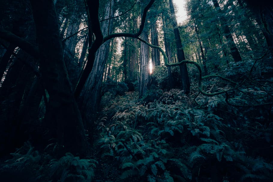 green forest, forest during daytime, tree, light, fern, dense HD wallpaper