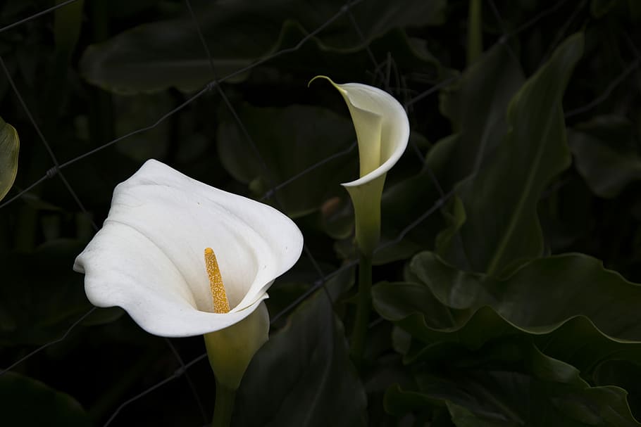 plant with white bell flowers, white lily flower, nature, leaf, HD wallpaper