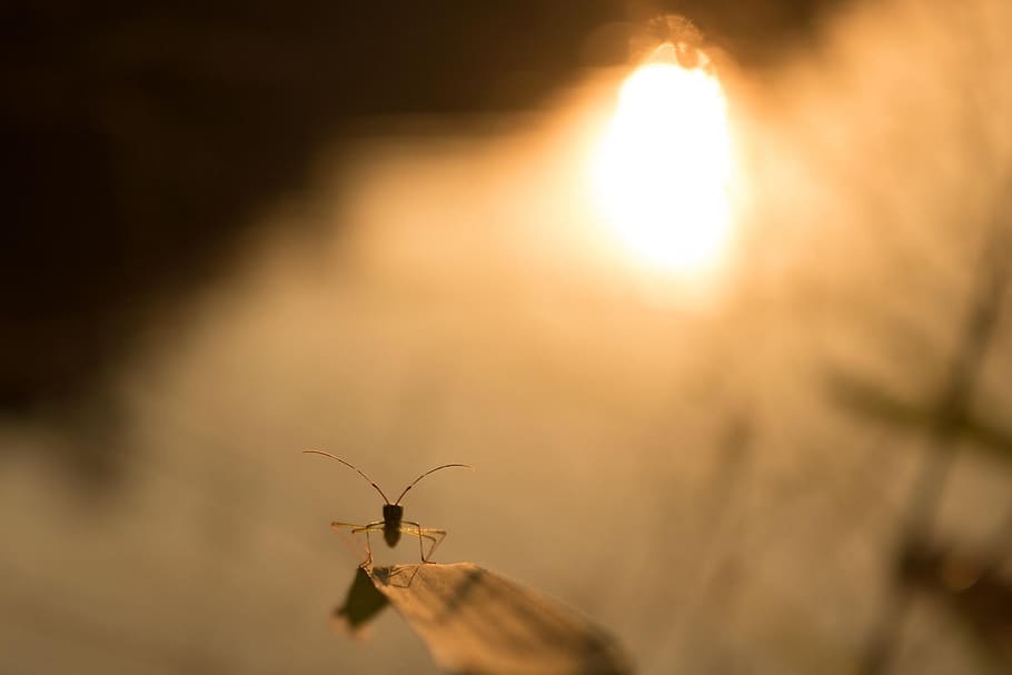 twilight, insect, macro, animal themes, animal wildlife, animals in the wild HD wallpaper