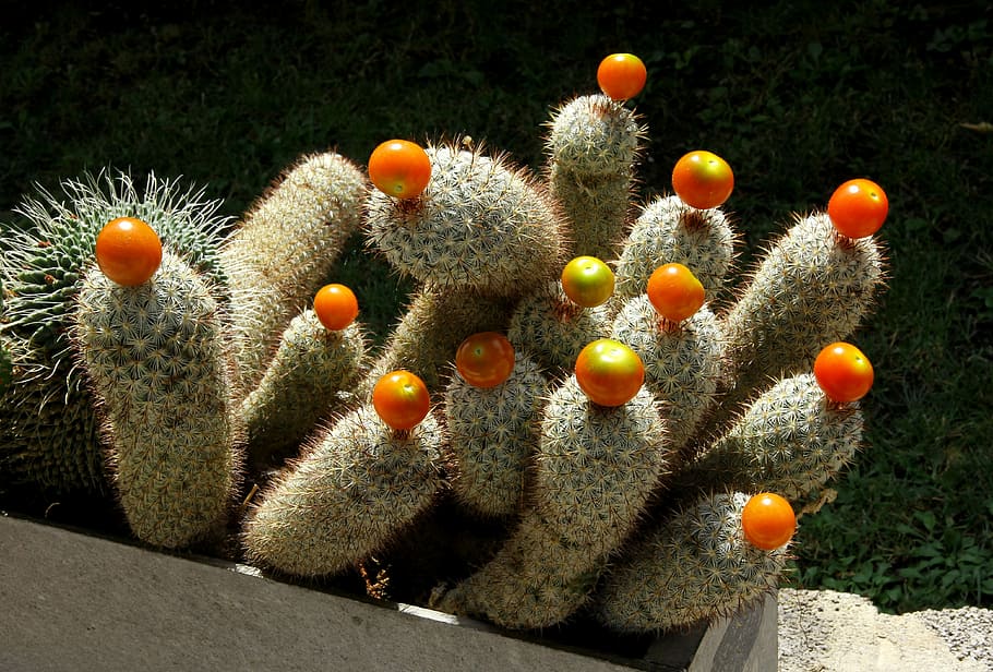 cactus, fruits, no people, nature, close-up, plant, sunlight HD wallpaper
