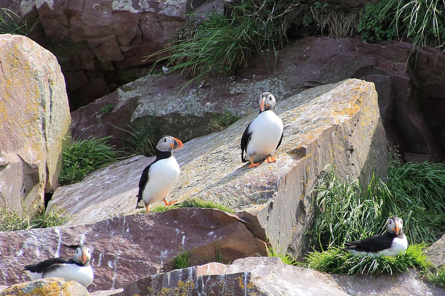 Puffin, Seabird, Atlantic, Bird, newfoundland, animal, nature HD wallpaper